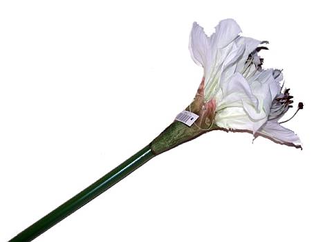 Kunstbl. Amaryllis 60cm creme-weiss/24