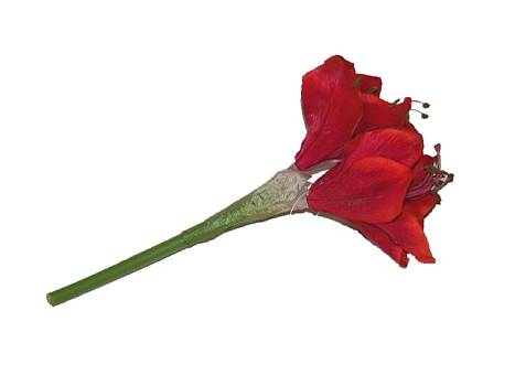 Kunstbl. Amaryllis 29cm burgund/24