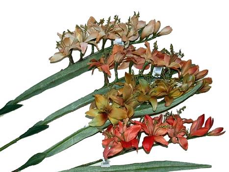 Kunstbl. Mombretic 64cm 5 f.farbig sort.