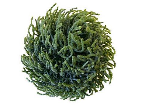 Deko-Zypressenball grau-gr�n/1