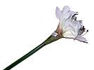 Kunstbl. Amaryllis 60cm creme-weiss/24