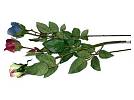 Kunstbl. Rosen gelb/blau/w.rot/VE12+24